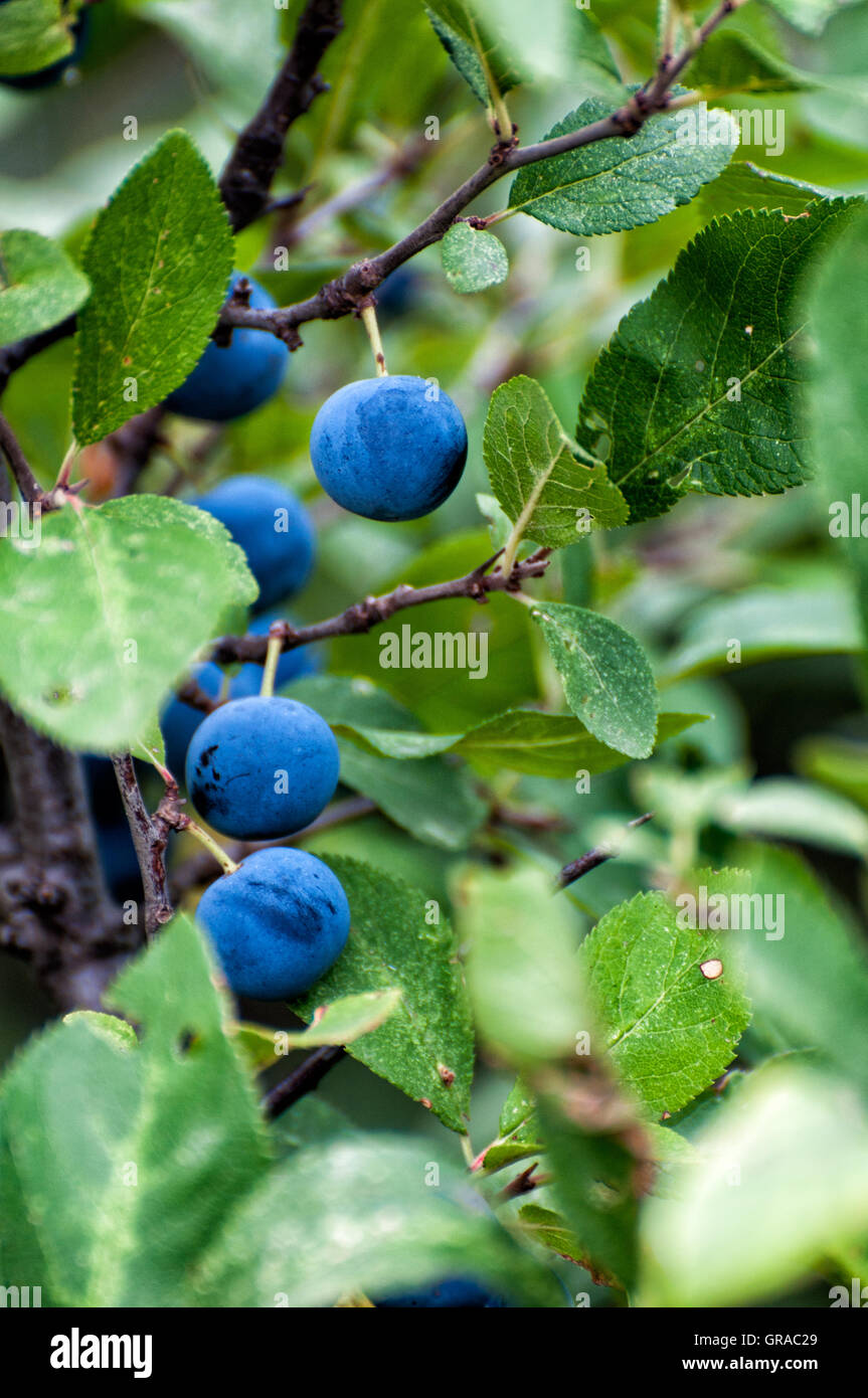 Fruits du prunellier (Prunus spinosa) Banque D'Images