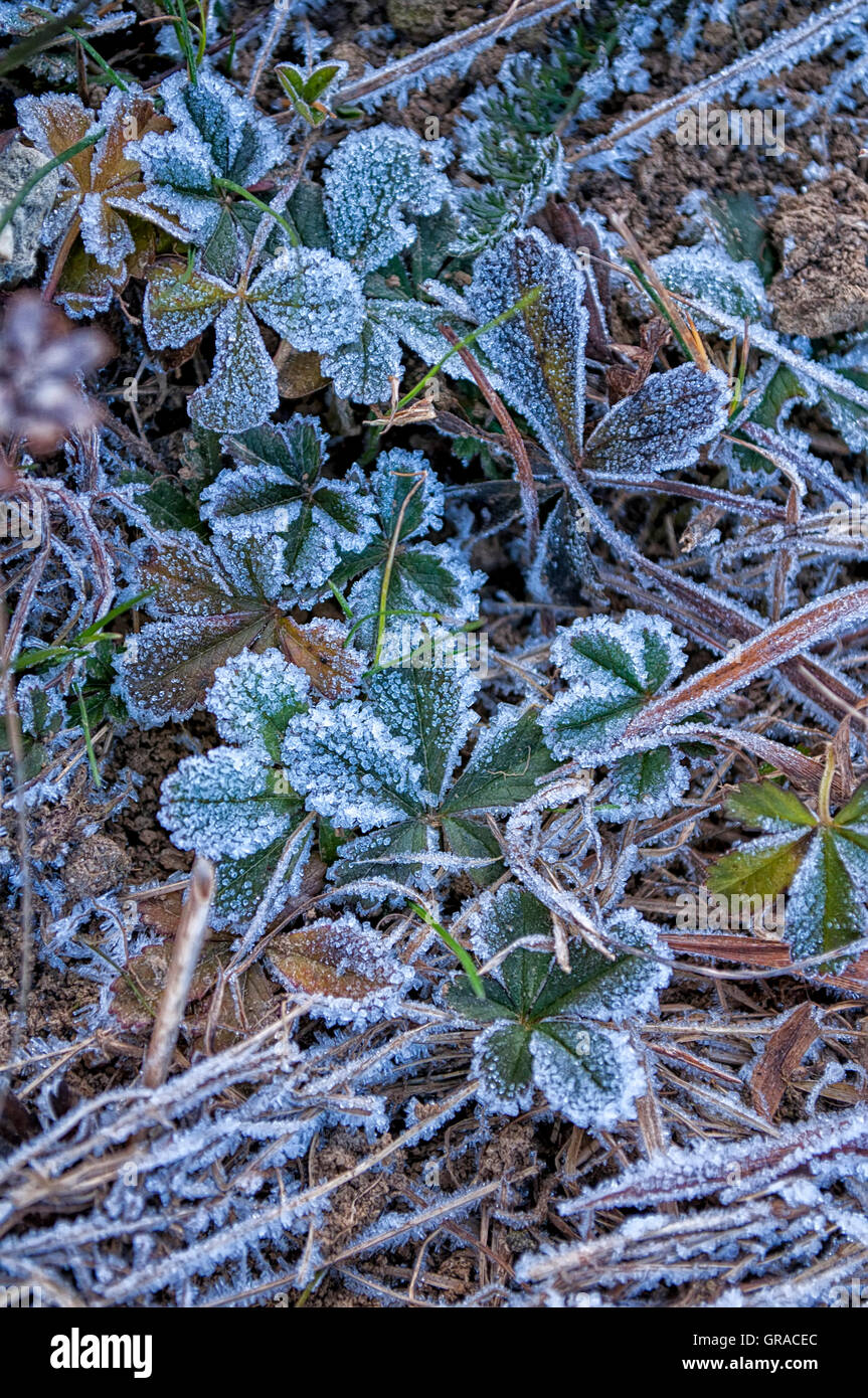 L'eau gelée sur les plantes crée un look cristal naturel Banque D'Images
