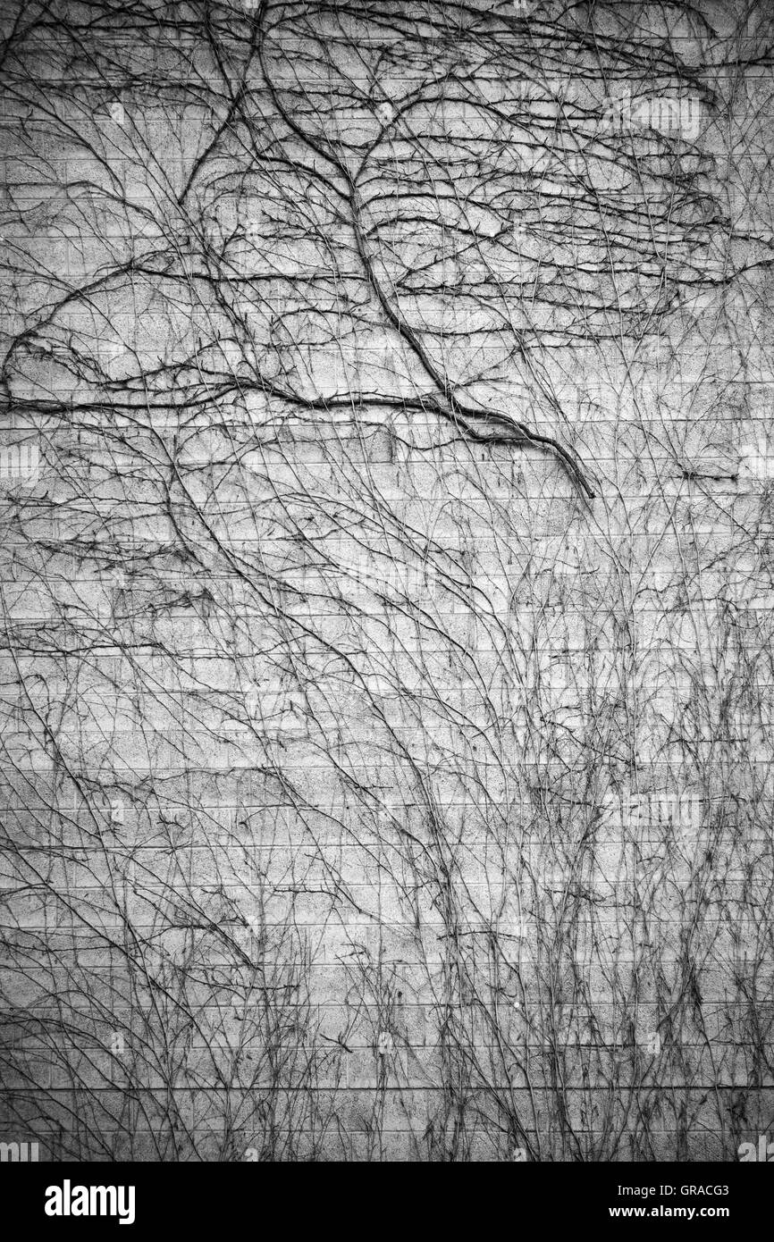 Vrille d'escalade Banque D'Images