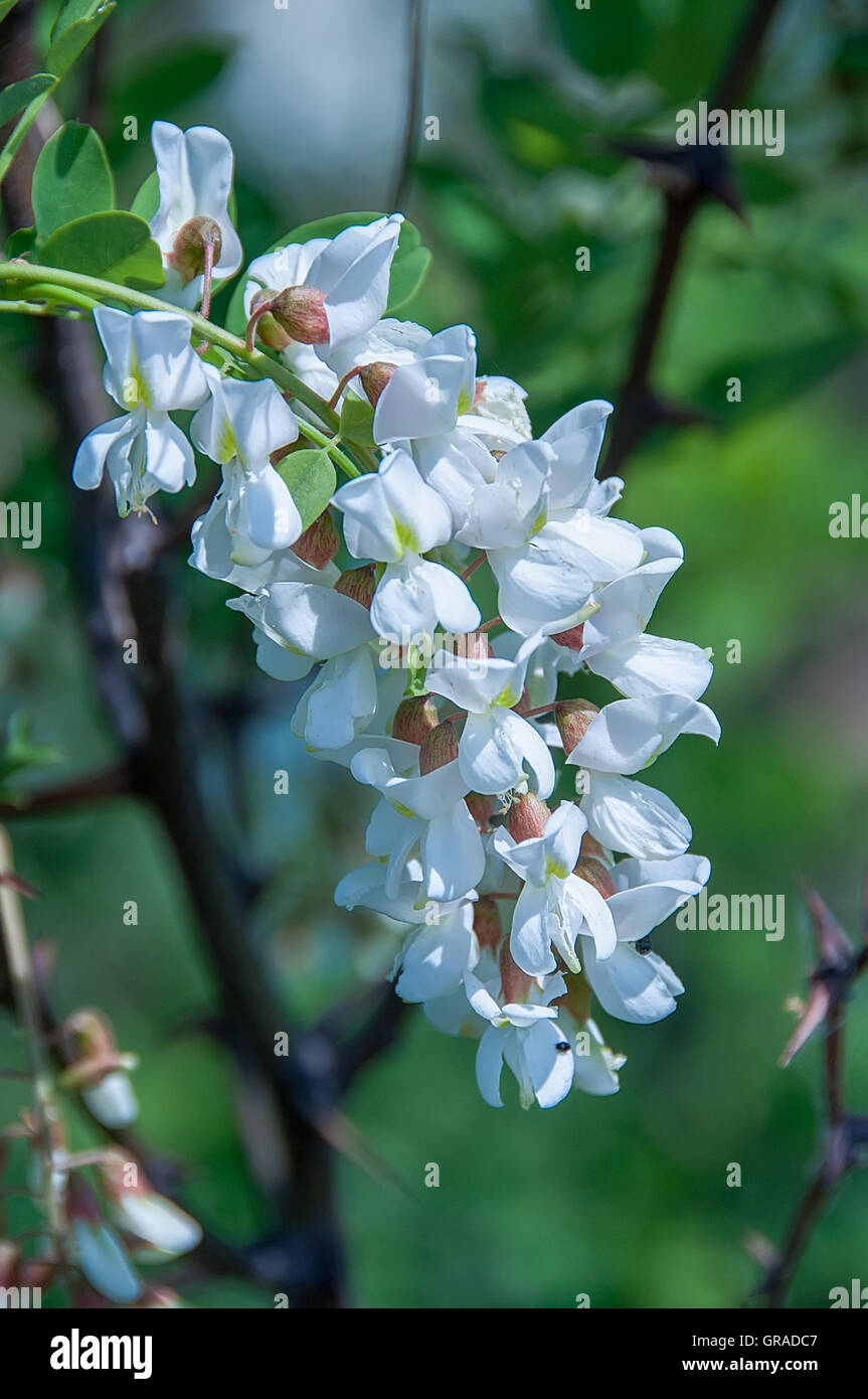 Le robinier (Robinia pseudoacacia) des fleurs au printemps. Banque D'Images