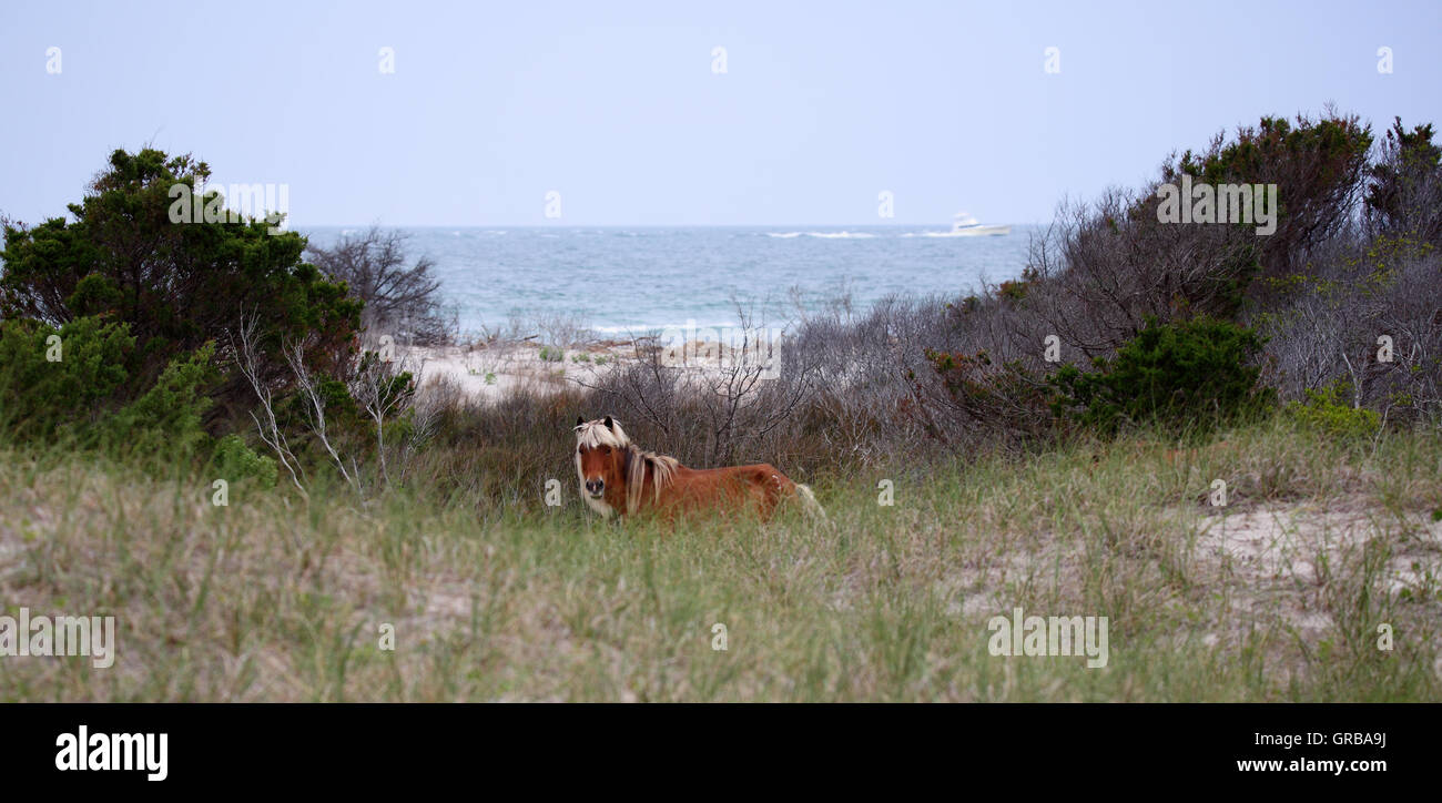 Mustangs sauvages de Shackleford Banks de la Caroline du Nord Banque D'Images