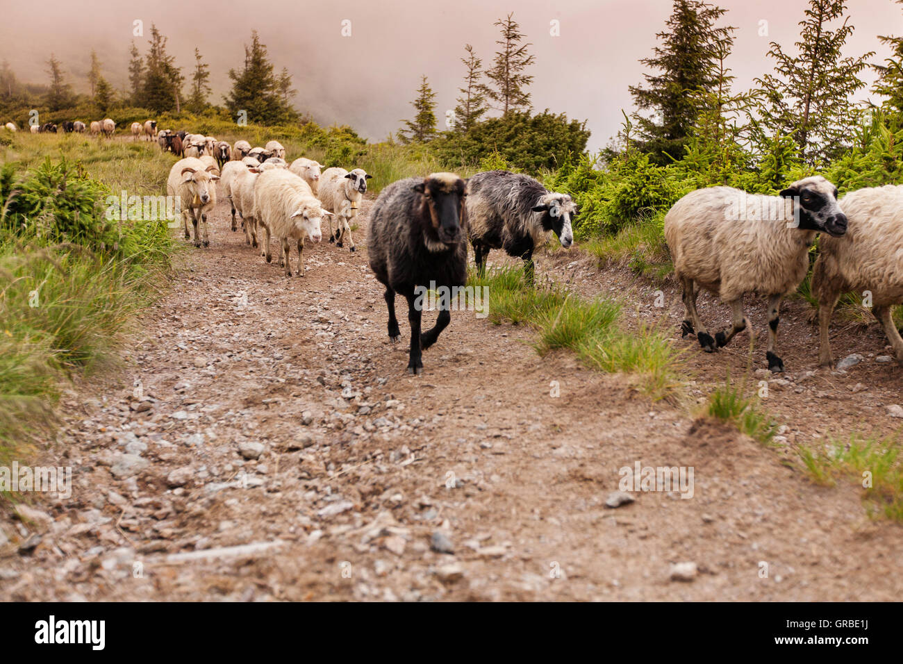 Moutons Banque D'Images