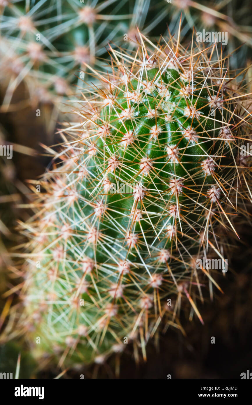 Cactus à longues épines Banque D'Images