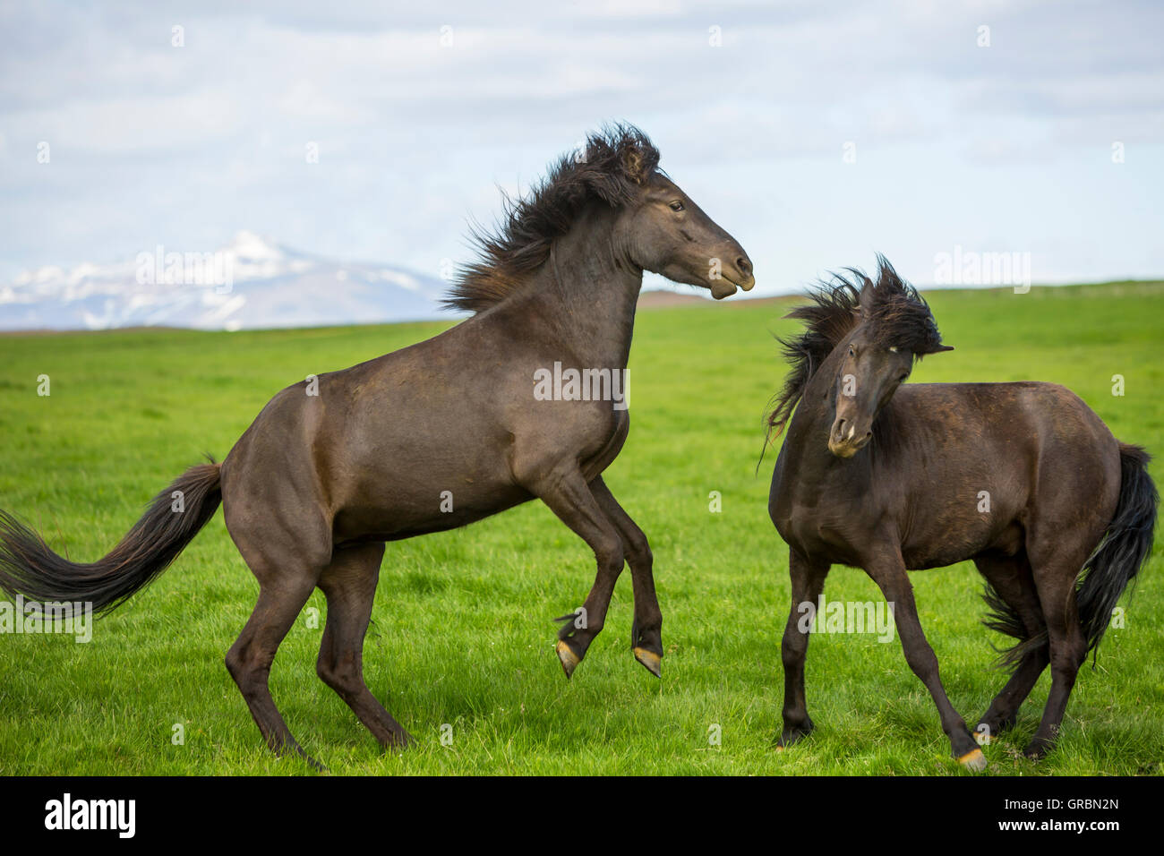 Chevaux Islandais l'Islande, au sud-ouest de l'Islande, Golden Circle Tour, a évolué à partir de poneys prises pour l'Islande dans la 9e siècle Banque D'Images