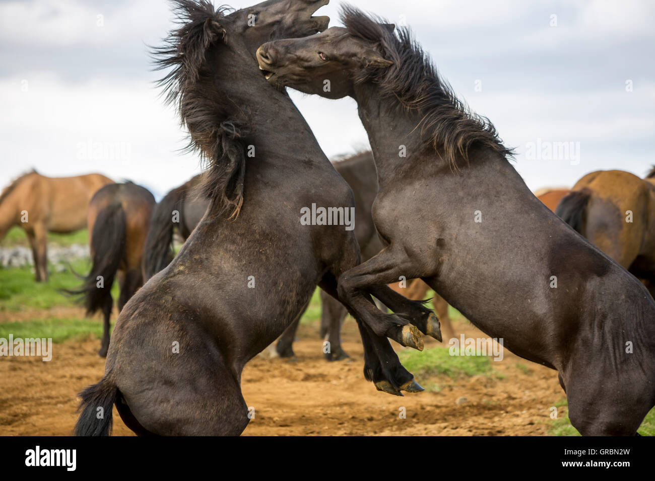 Chevaux Islandais l'Islande, au sud-ouest de l'Islande, Golden Circle Tour, a évolué à partir de poneys prises pour l'Islande dans la 9e siècle Banque D'Images