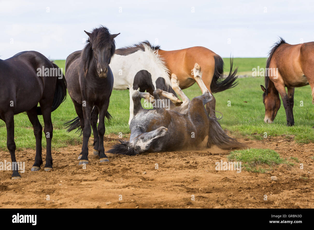 Chevaux Islandais roulant dans la poussière d'être dérangés par les mouches noires près de Bryggja, l'Islande, au sud-ouest de l'Islande, Golden Circle Tour Banque D'Images