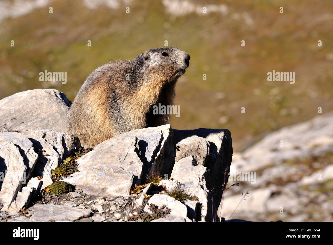 Marmot, Marmota, des Alpes Veille Banque D'Images