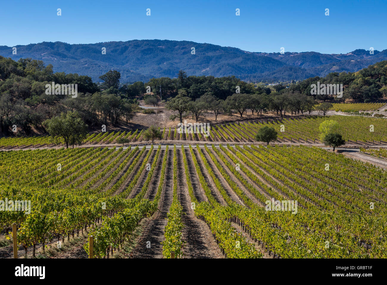Vignoble de raisin, raisin vignes, vignobles, vue de l'extérieur terrasse dégustation, Joseph Phelps Vineyards, Saint Helena, Napa Valley, Californie Banque D'Images