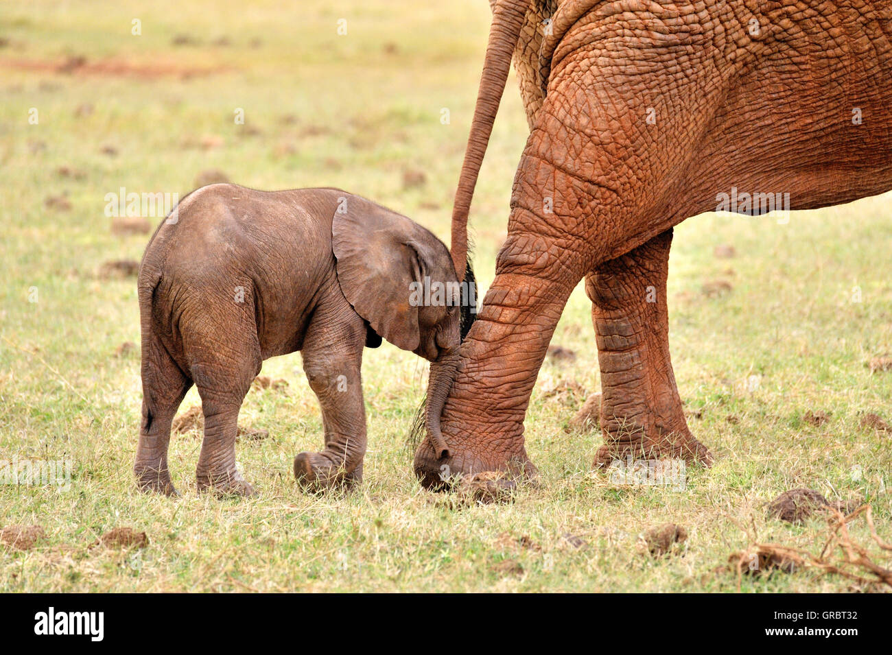 Les jeunes éléphants ludique, bébé nez pousser pour obtenir l'attention ou simplement Ham-Fisted Banque D'Images