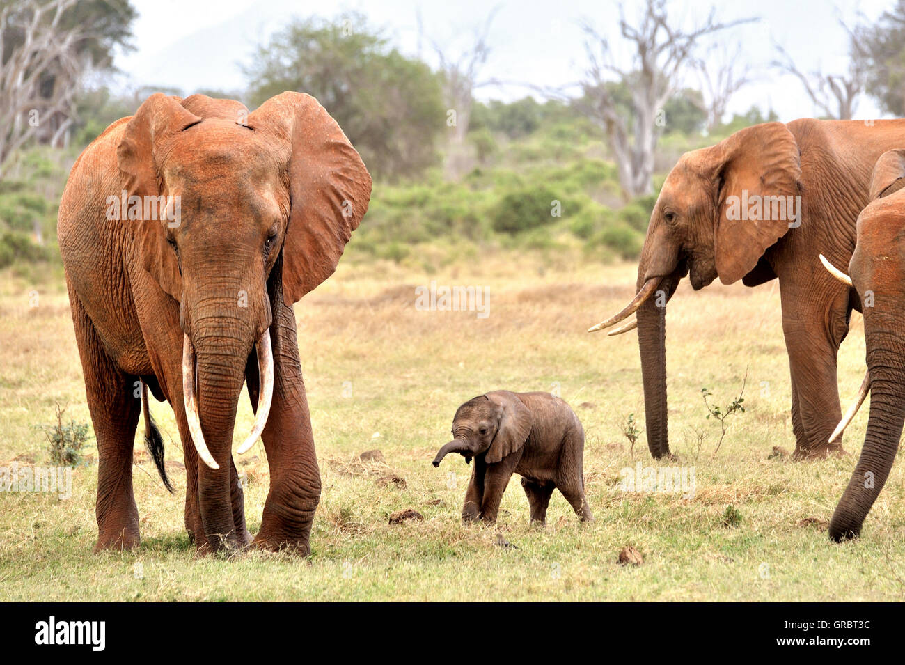 Très jeune bébé éléphant de jouer avec sa famille Banque D'Images