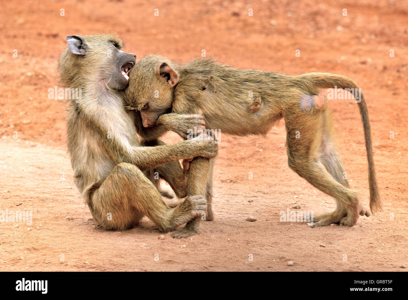 Les jeunes babouins jaunes sauvages, de tester leurs forces dans les combats et de mordre Banque D'Images