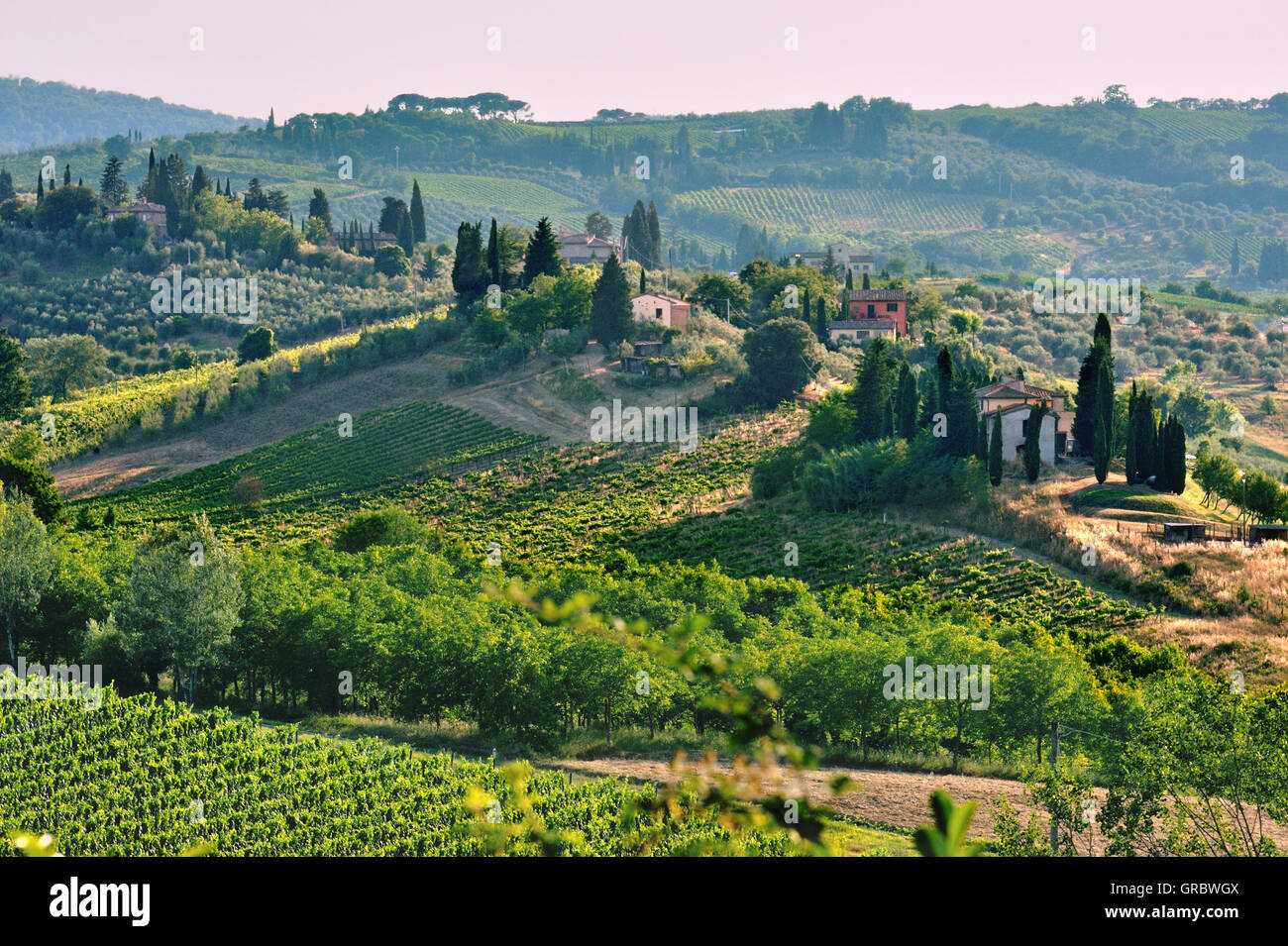 Maisons dans le paysage de collines de Cyprès et de la vigne en Toscane à lumière douce, Toscane, Italie Banque D'Images