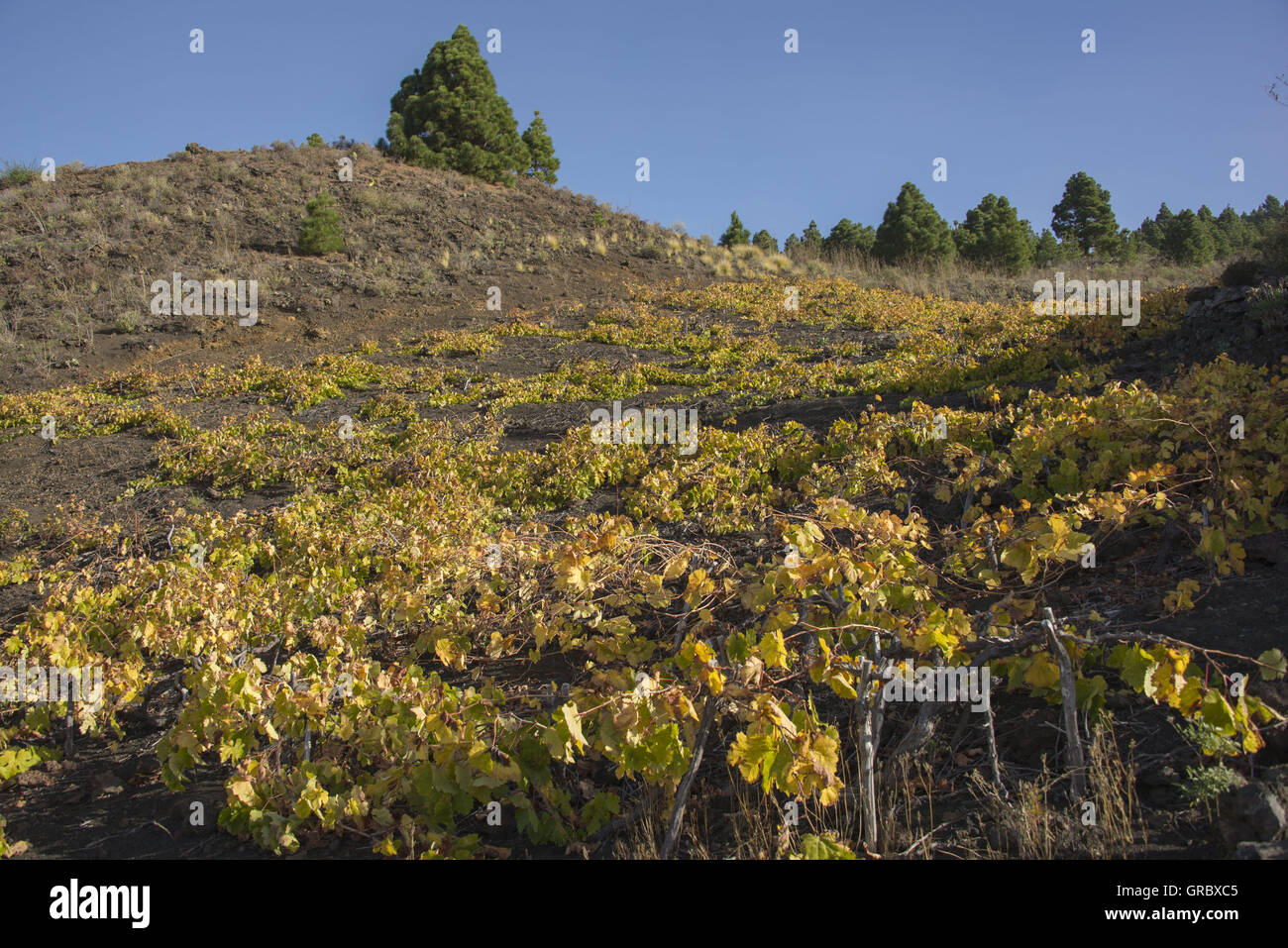 Vigne sur l'île des Canaries La Palma Banque D'Images