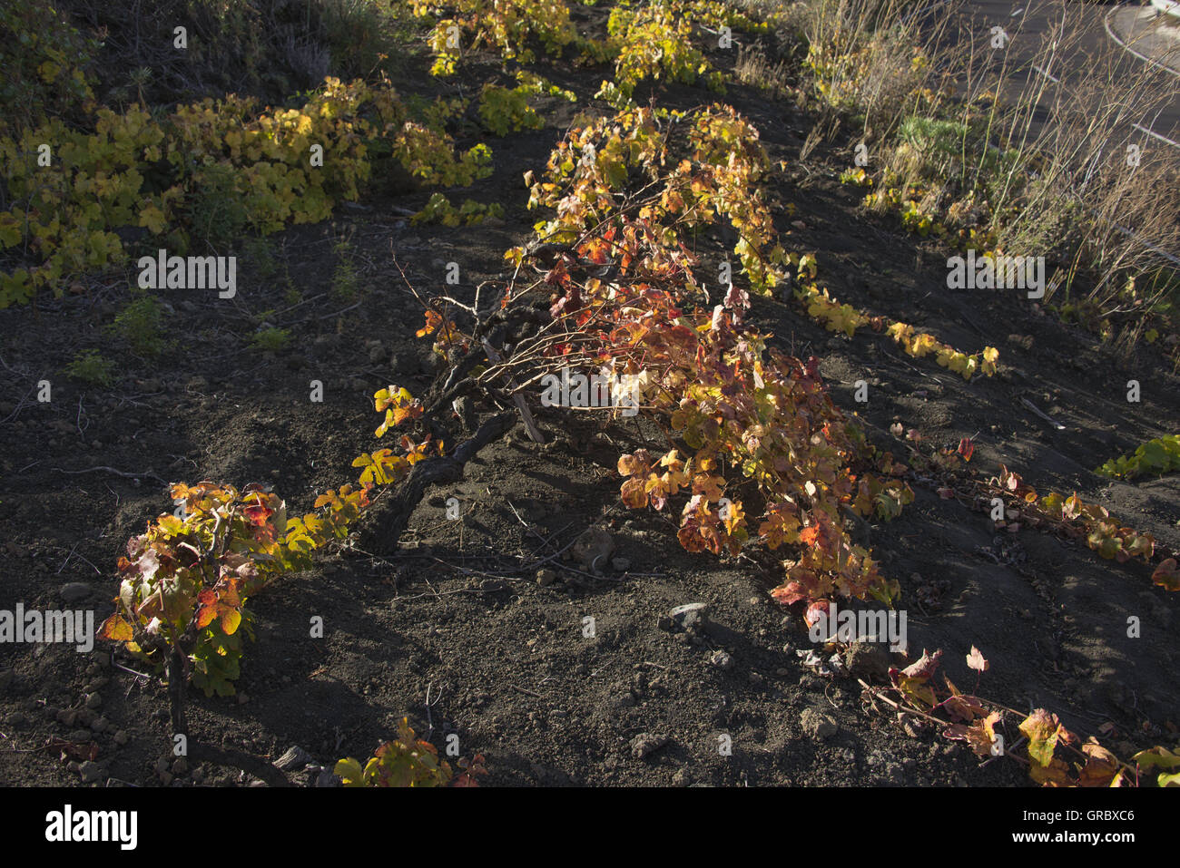 Vignobles avec des feuilles colorées de l'automne sur un sol volcanique, La Palma, Canary Islands Banque D'Images