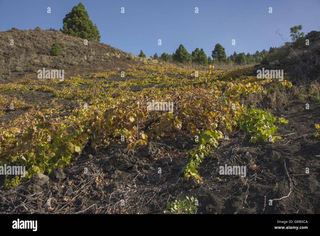 Vigne sur l'île des Canaries La Palma Banque D'Images