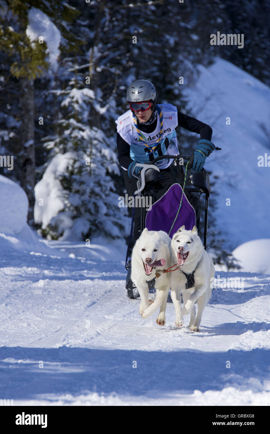 Course en traîneaux à chiens à Kandersteg, Oberland Bernois Banque D'Images