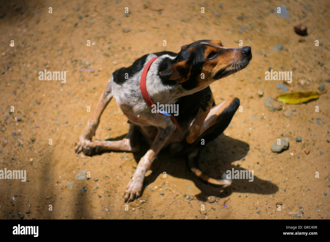 Un chien fatigué rayer lui-même sur la plage Banque D'Images