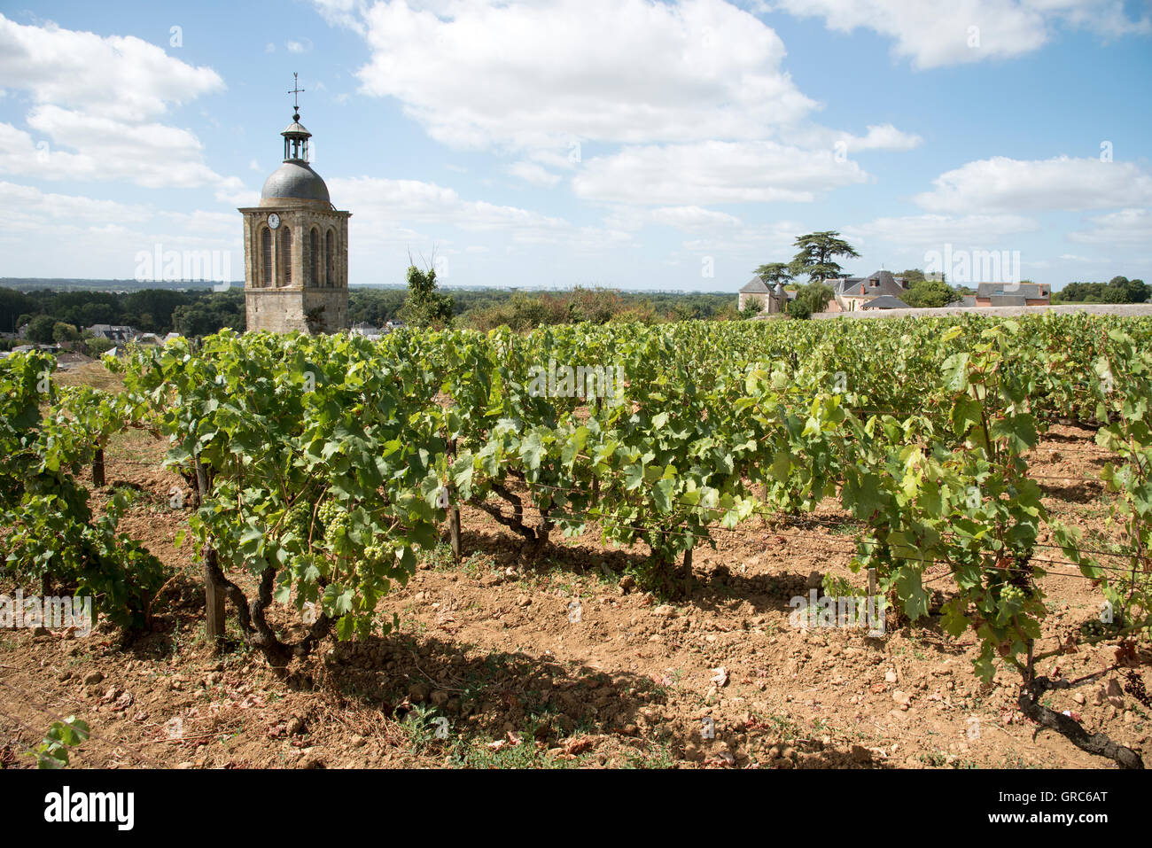 La vigne et l'église à Vouvray France -le clocher de l'église Notre Dame et Saint Jean Baptiste entouré de vignes Banque D'Images