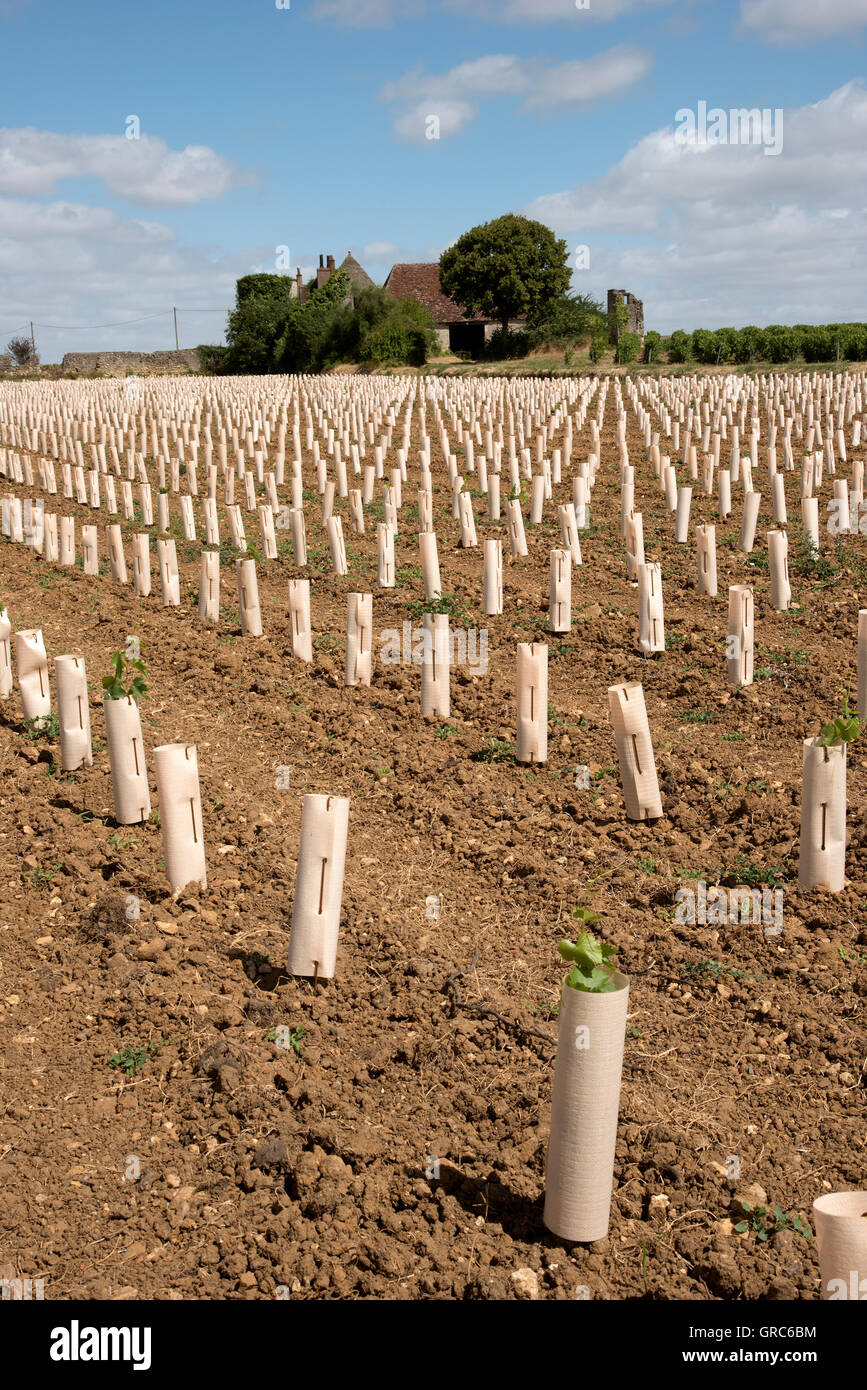 Vignes à Vouvray France - Vignoble et de jeunes vignes avec des tubes de protection au-dessus de Vouvray en Indre et Loire Banque D'Images