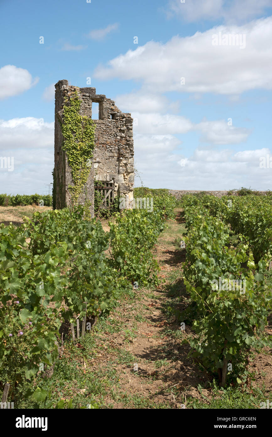 Vouvray France - les ruines d'un bâtiment entouré de vignes à Vouvray en Indre et Loire Région Pays de la Loire Banque D'Images