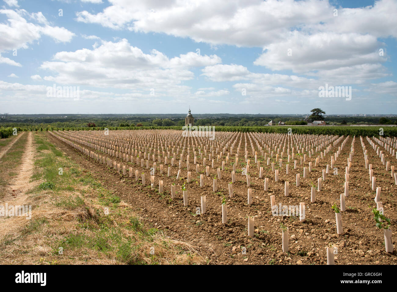 La vigne et l'église à Vouvray France -le clocher de l'église Notre Dame et Saint Jean Baptiste entouré de vignes Banque D'Images La vigne et l'église à Vouvray France -le clocher de l'église Notre Dame et Saint Jean Baptiste entouré de vignes Banque D'Images