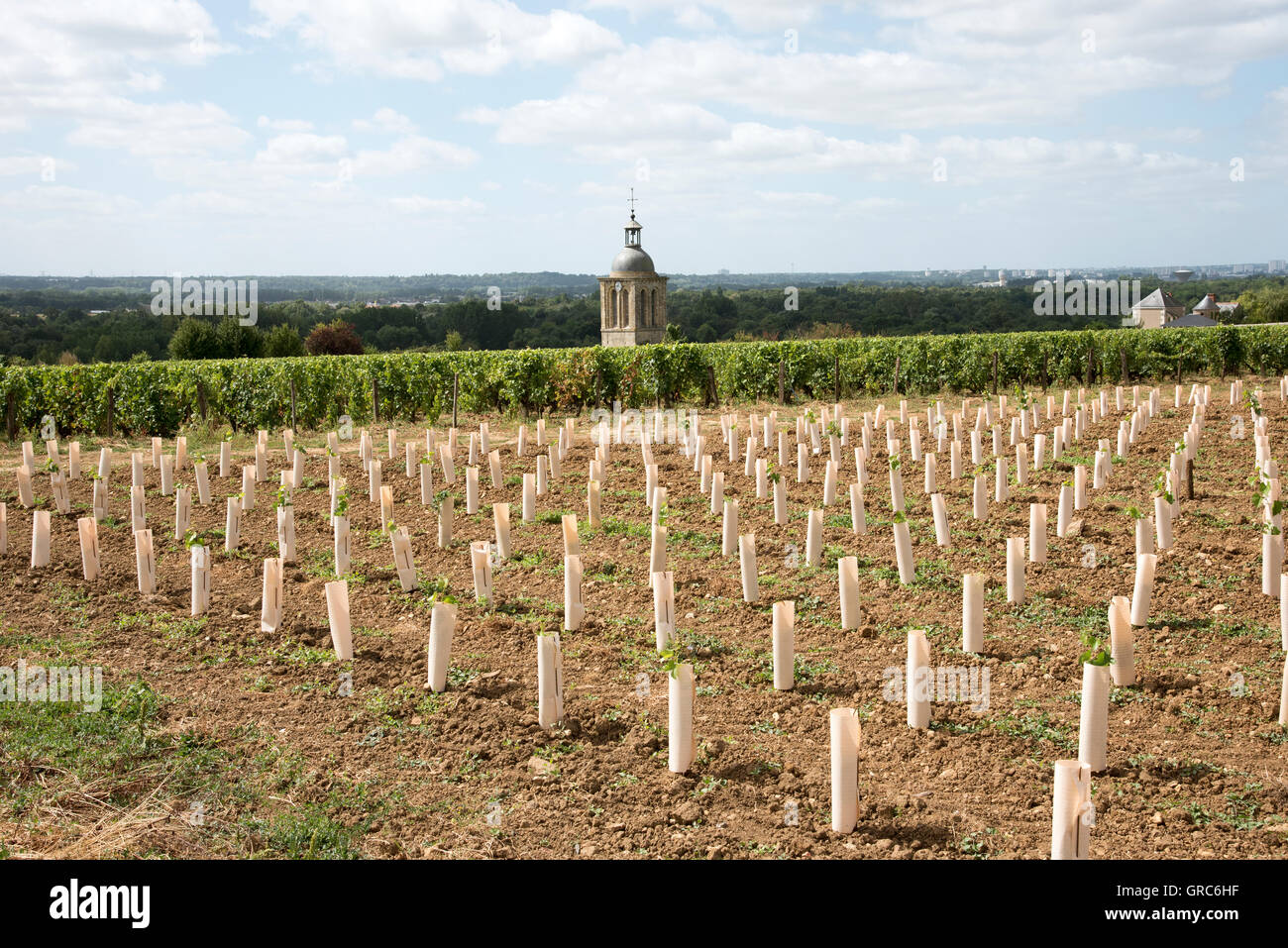 La vigne et l'église à Vouvray France -le clocher de l'église Notre Dame et Saint Jean Baptiste entouré de vignes Banque D'Images La vigne et l'église à Vouvray France -le clocher de l'église Notre Dame et Saint Jean Baptiste entouré de vignes Banque D'Images