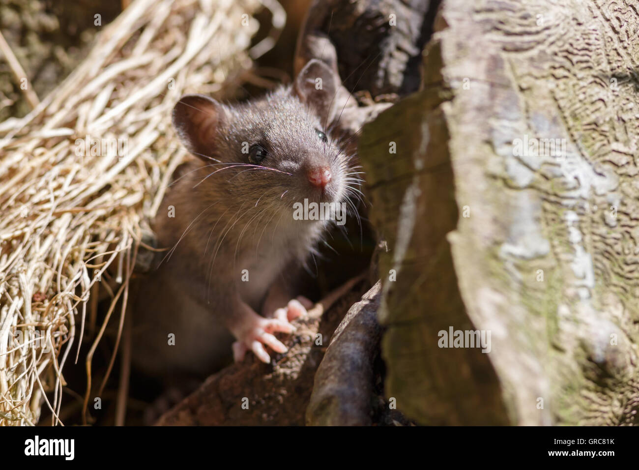 Souris à la recherche de nourriture Banque D'Images