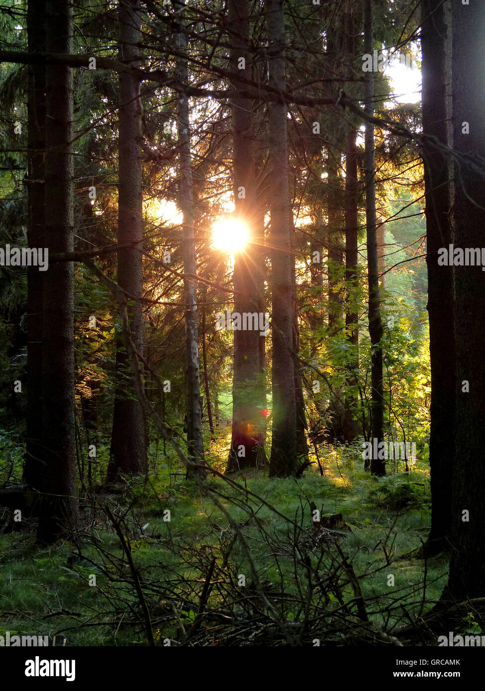 Forêt, Soleil Levant qui brillait à travers les arbres Banque D'Images