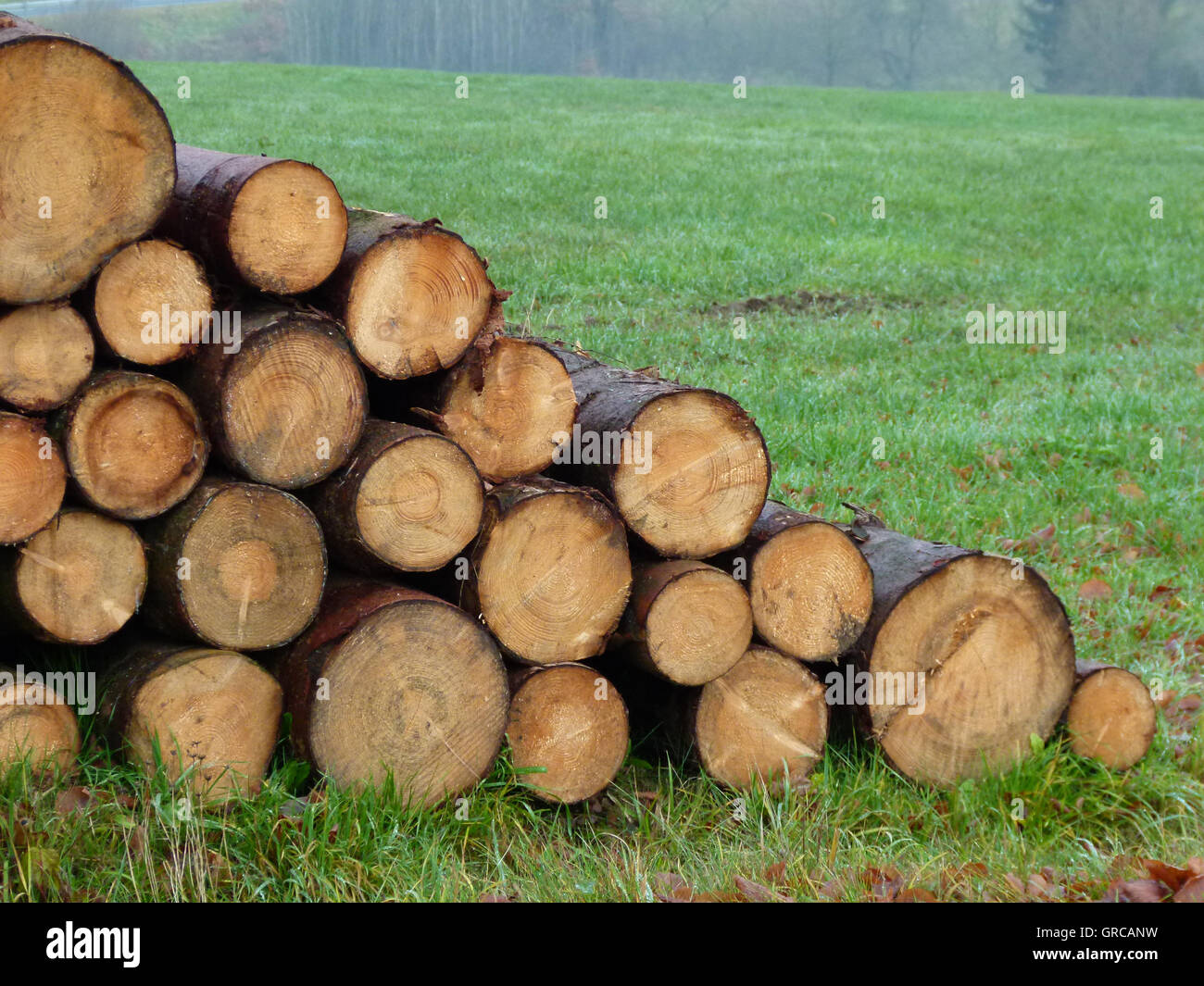 Pile de bois, troncs d'arbres abattus Banque D'Images