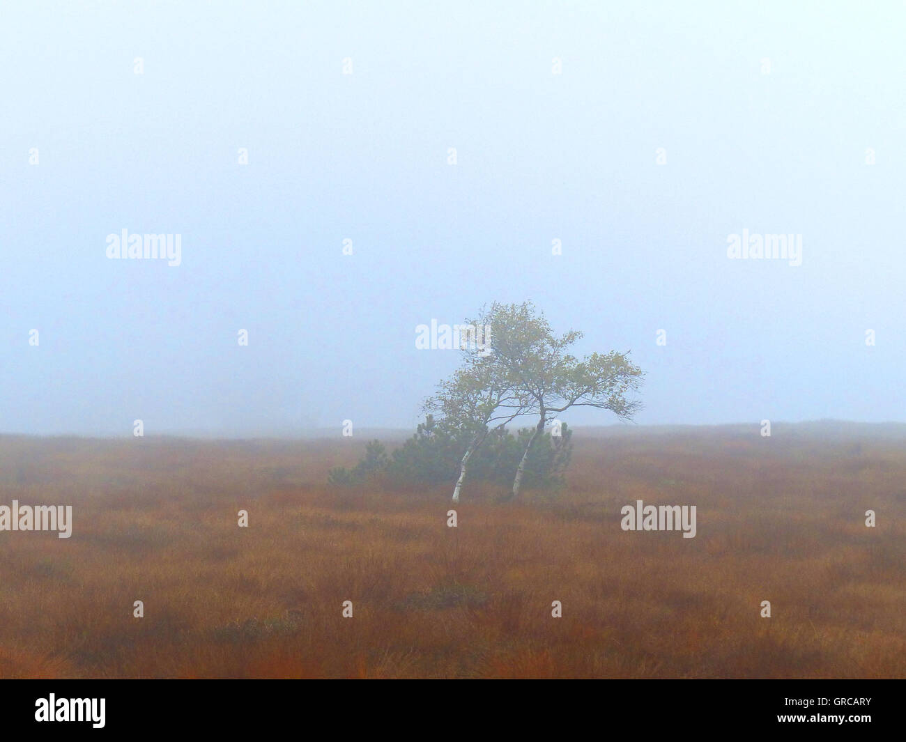 Arbre dans un brouillard sur le Hornisgrinde, Moor dans la Forêt-Noire, Bade-Wurtemberg, Allemagne, Europe Banque D'Images