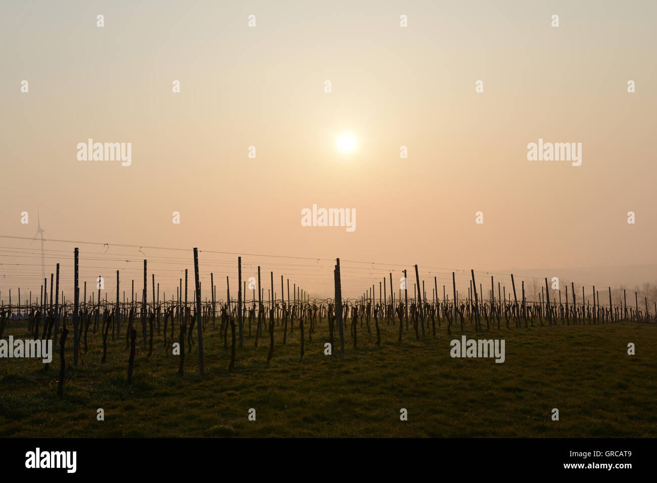 Vineyard tôt le matin dans la région de Hesse rhénane, Rheinland-pfalz, Allemagne Banque D'Images