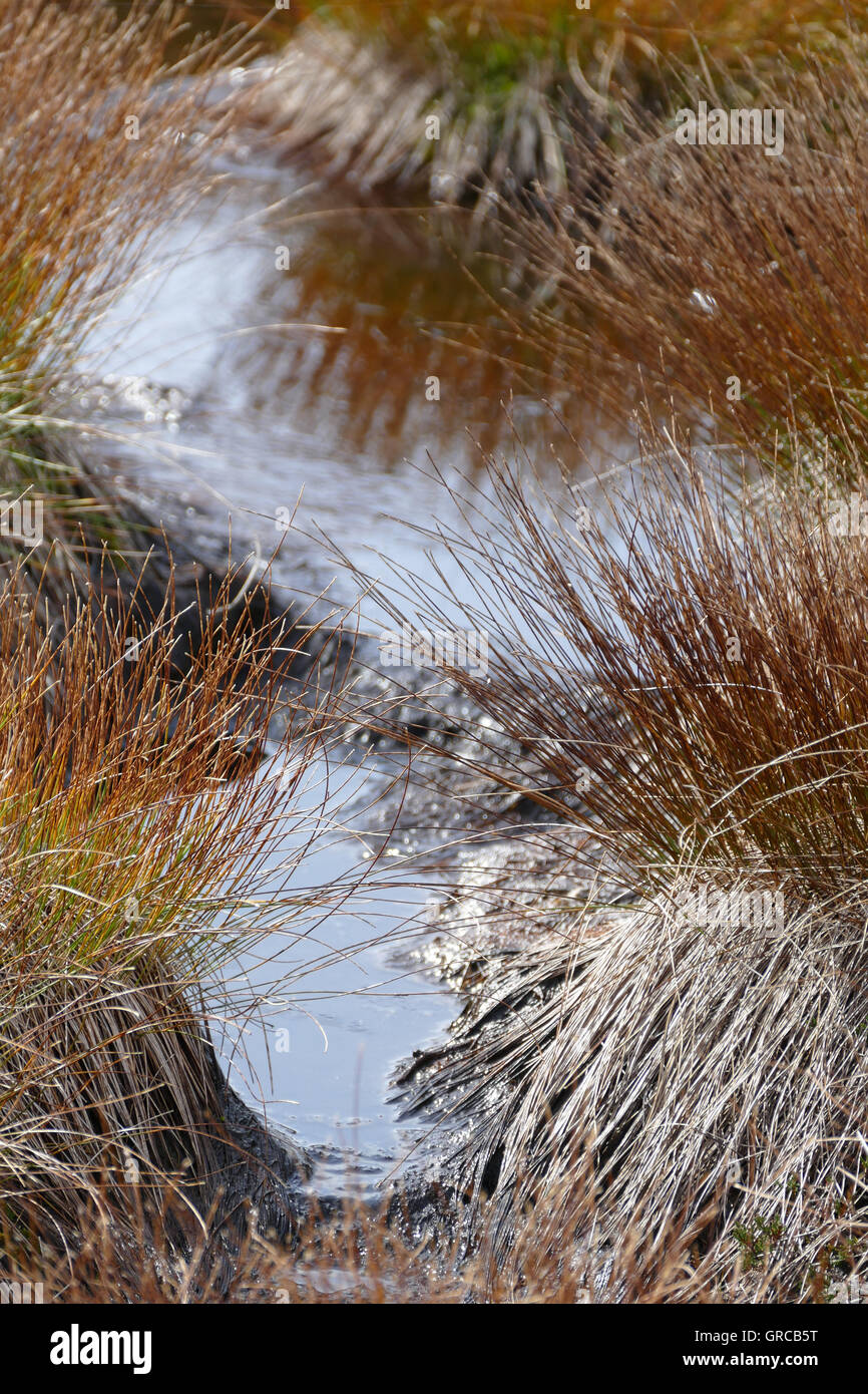 Moor, Hornisgrinde, Forêt Noire, Allemagne Banque D'Images
