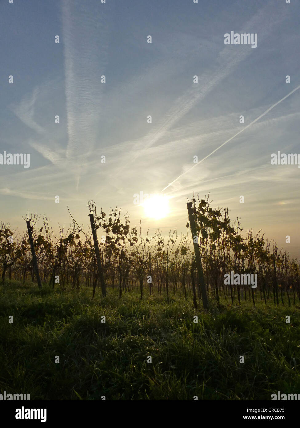 Vignoble à la fin de l'hiver, tôt le matin, le vin Région Rhinehessen Banque D'Images