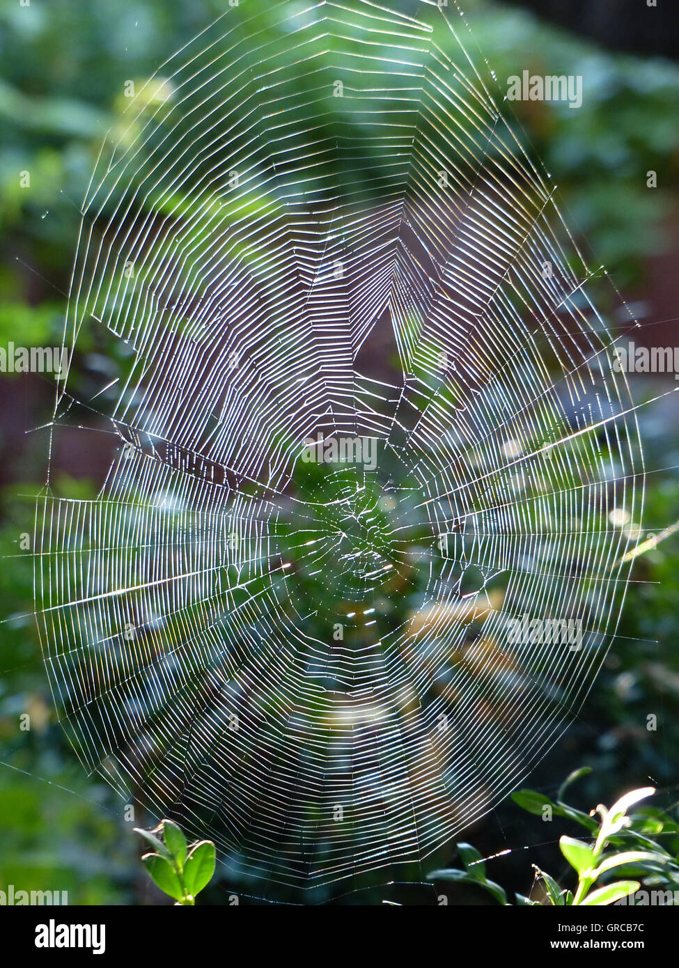 Spiders Web In Green Nature Banque D'Images