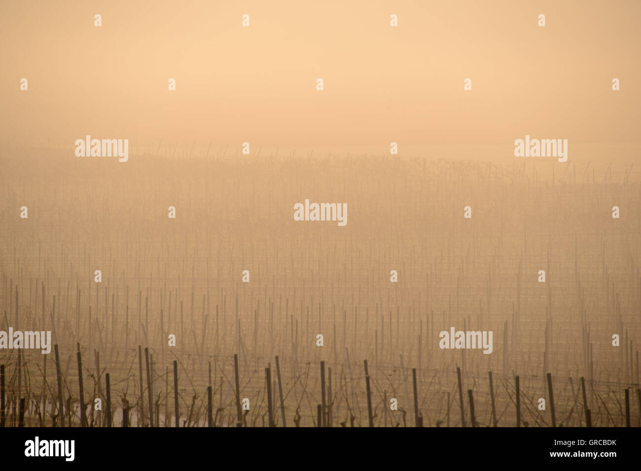 Vineyard tôt le matin dans la région de Hesse rhénane, Rheinland-pfalz, Allemagne Banque D'Images