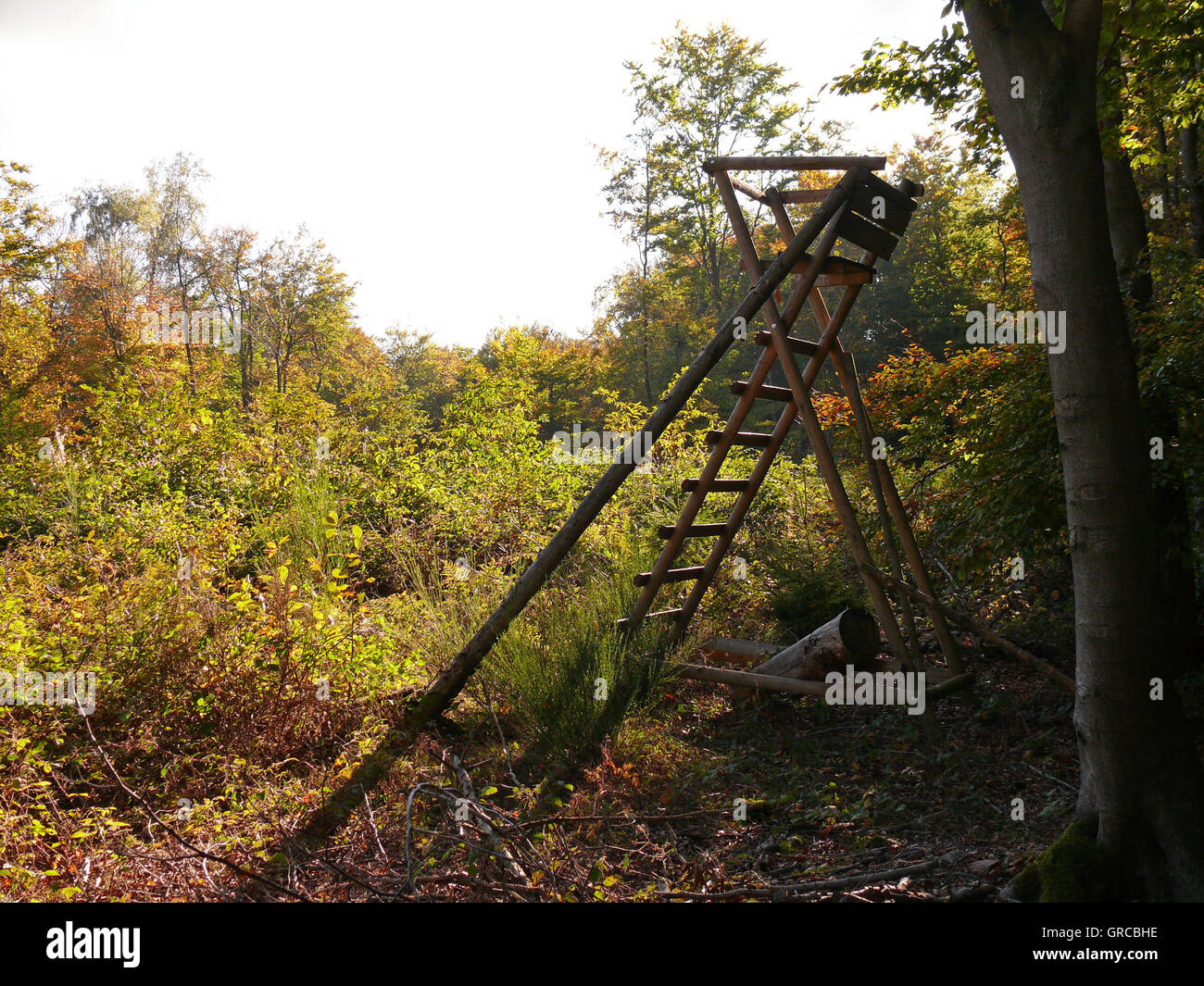 Hunter dans les bois de la perche Banque D'Images