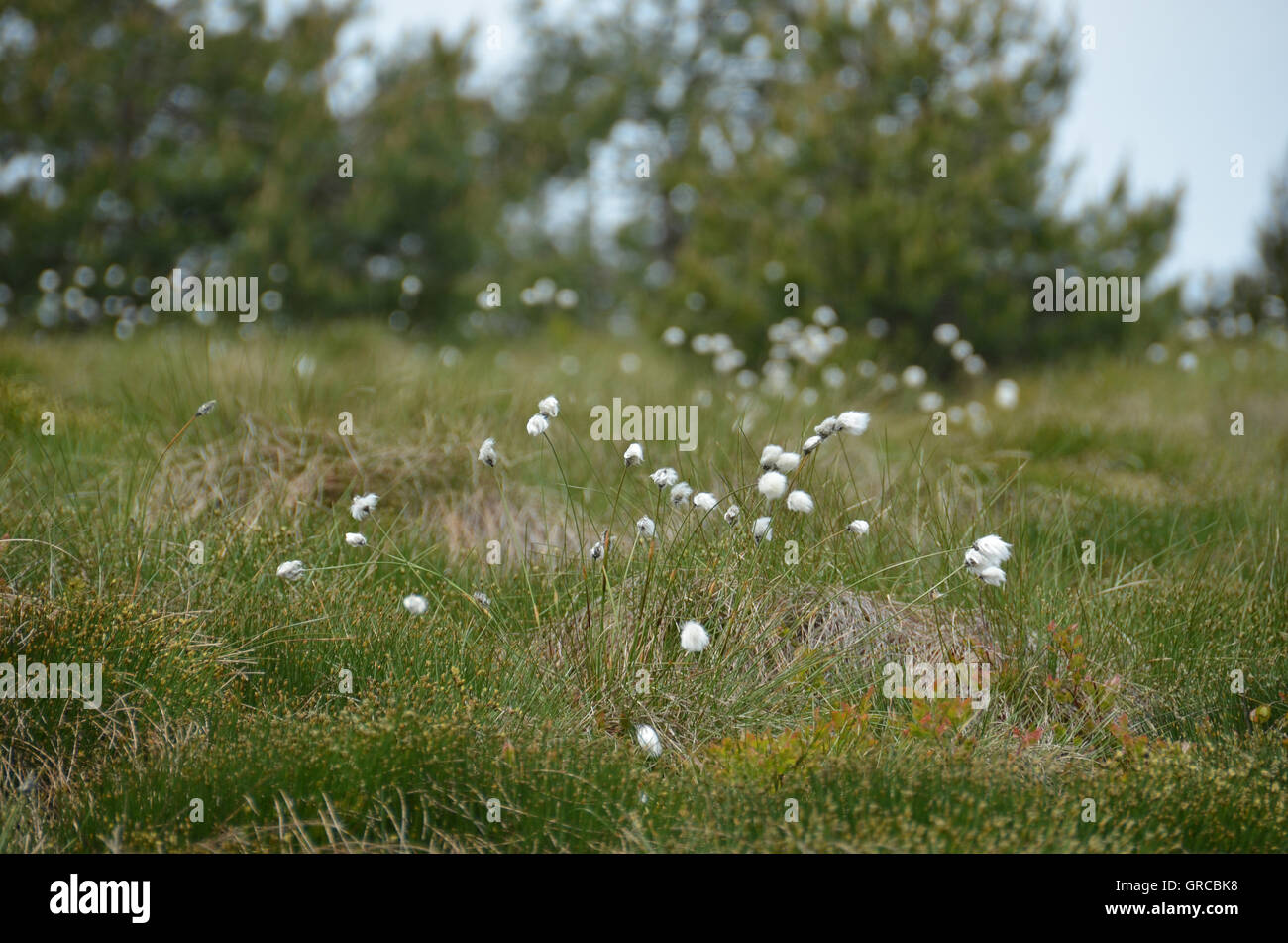 Eriophorum vaginatum Linaigrette à buttes de Moor, Hornisgrinde, Forêt Noire, Allemagne Banque D'Images