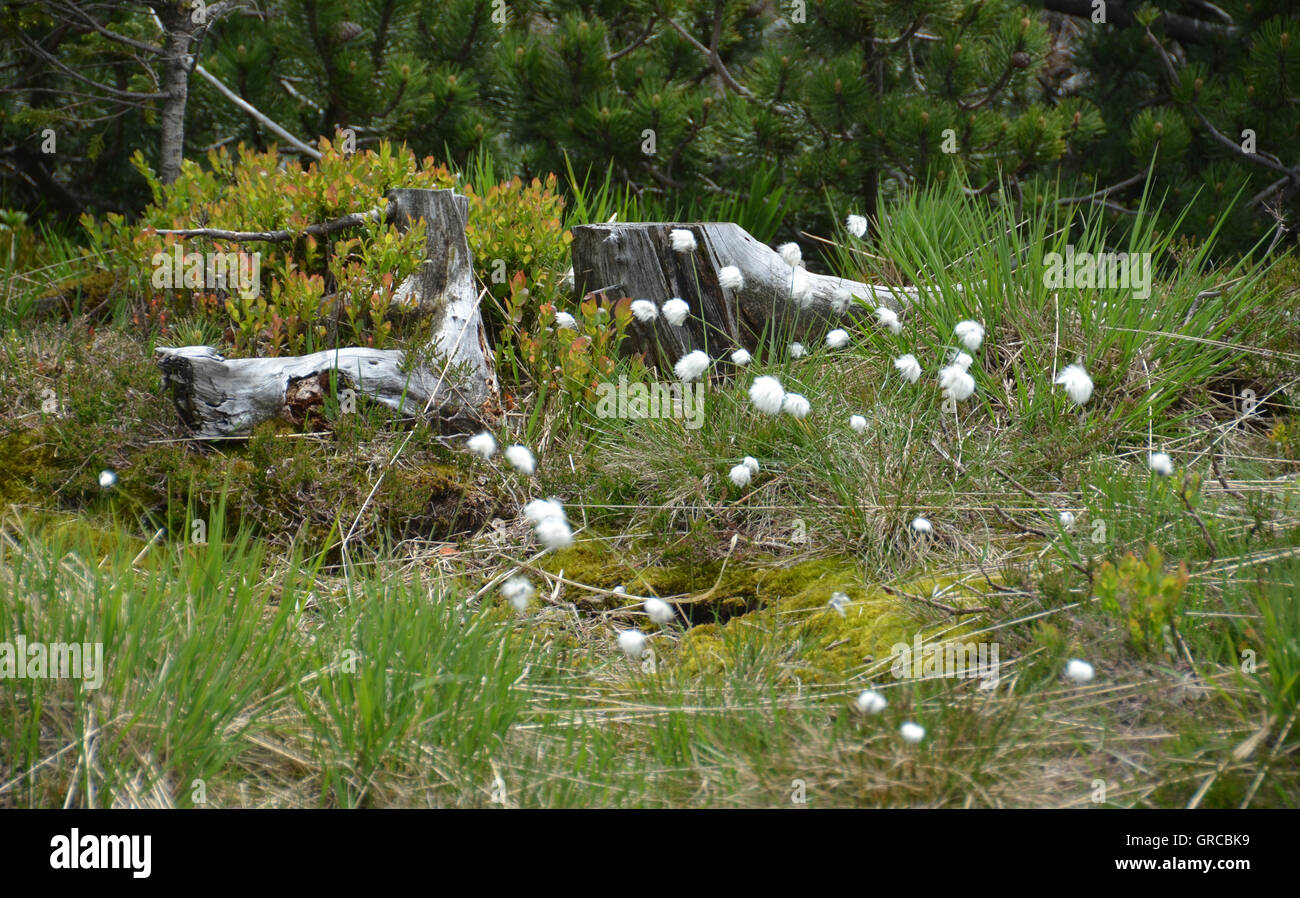 Eriophorum vaginatum Linaigrette à buttes de Moor, Hornisgrinde, Forêt Noire, Allemagne Banque D'Images