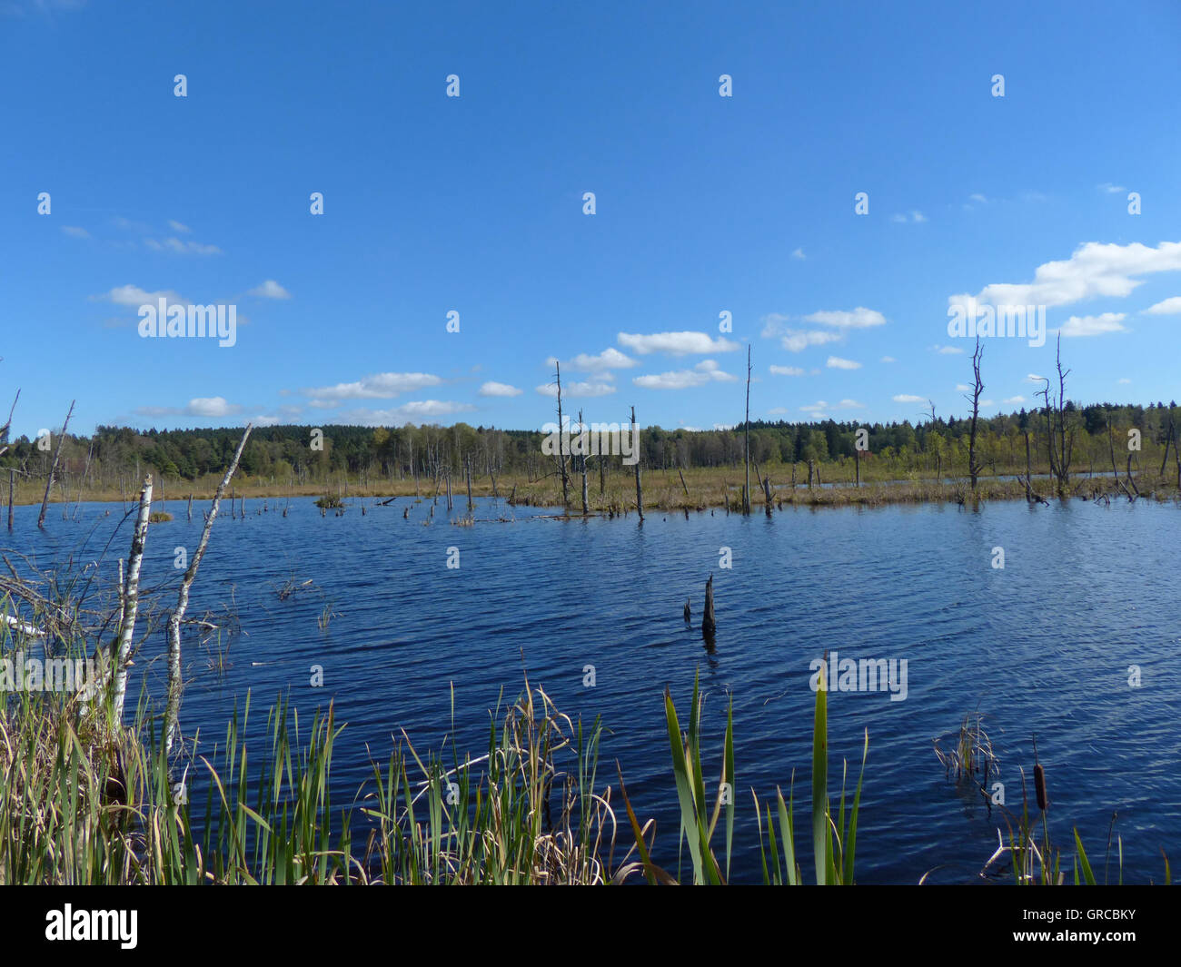 Moor Lake dans Schwenninger Moos, origine de la rivière Neckar, Bade-Wurtemberg, Allemagne, Europe Banque D'Images