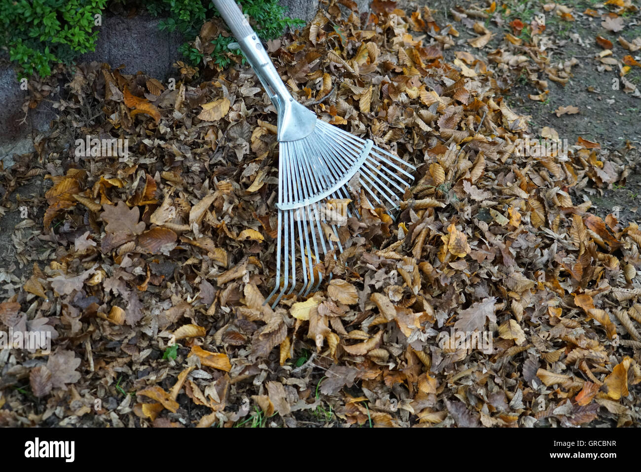 Des tas de feuilles avec le râteau, le jardinage en automne Banque D'Images