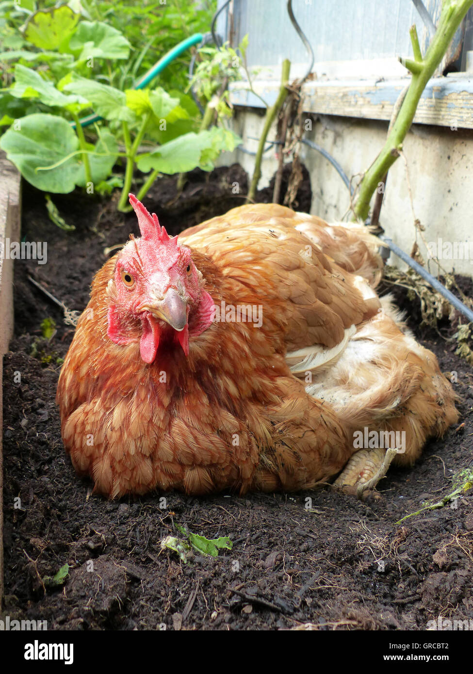 Brown Hen Berta assis dans un lit de légumes Banque D'Images