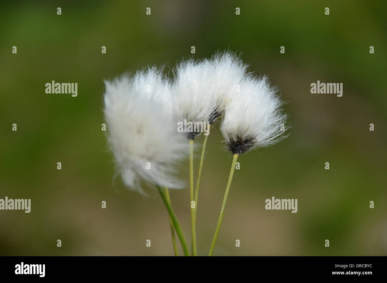 Eriophorum vaginatum Linaigrette à buttes de Moor en face de fond vert Banque D'Images