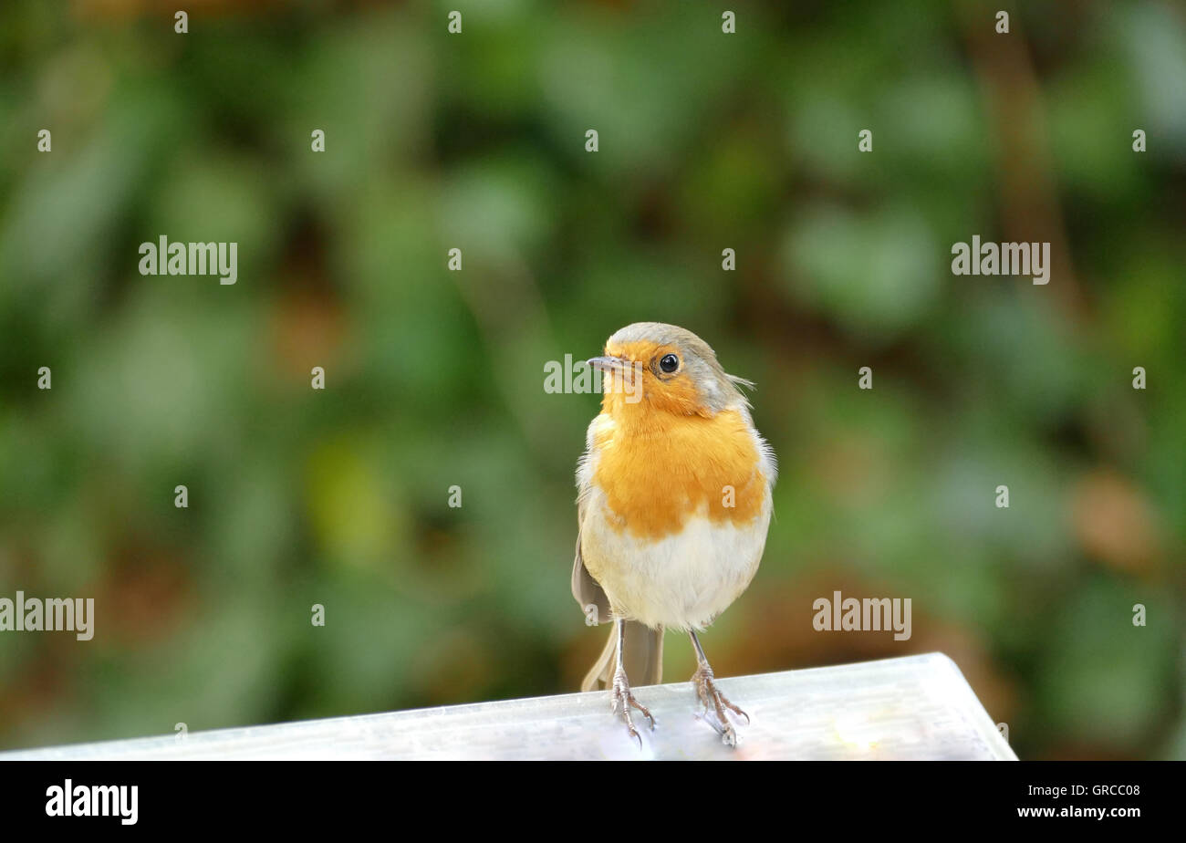 Robin Redbreast, Erithacus rubecula aux abords Banque D'Images Robin Redbreast, Erithacus rubecula aux abords Banque D'Images