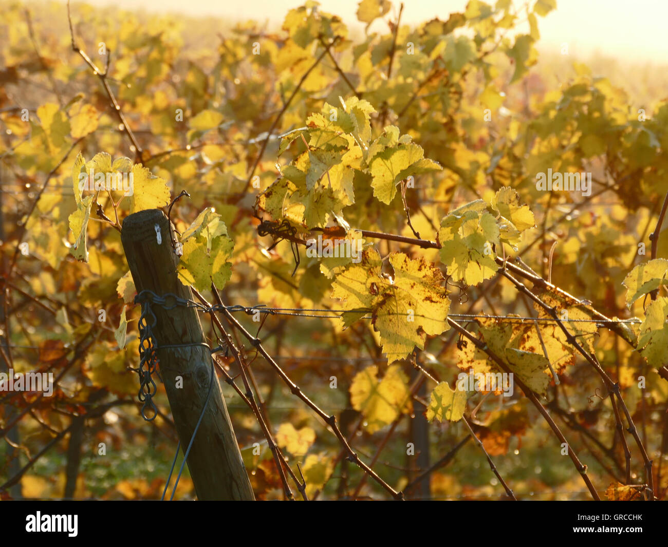 Octobre d'or, c'est l'automne dans le vignoble Banque D'Images