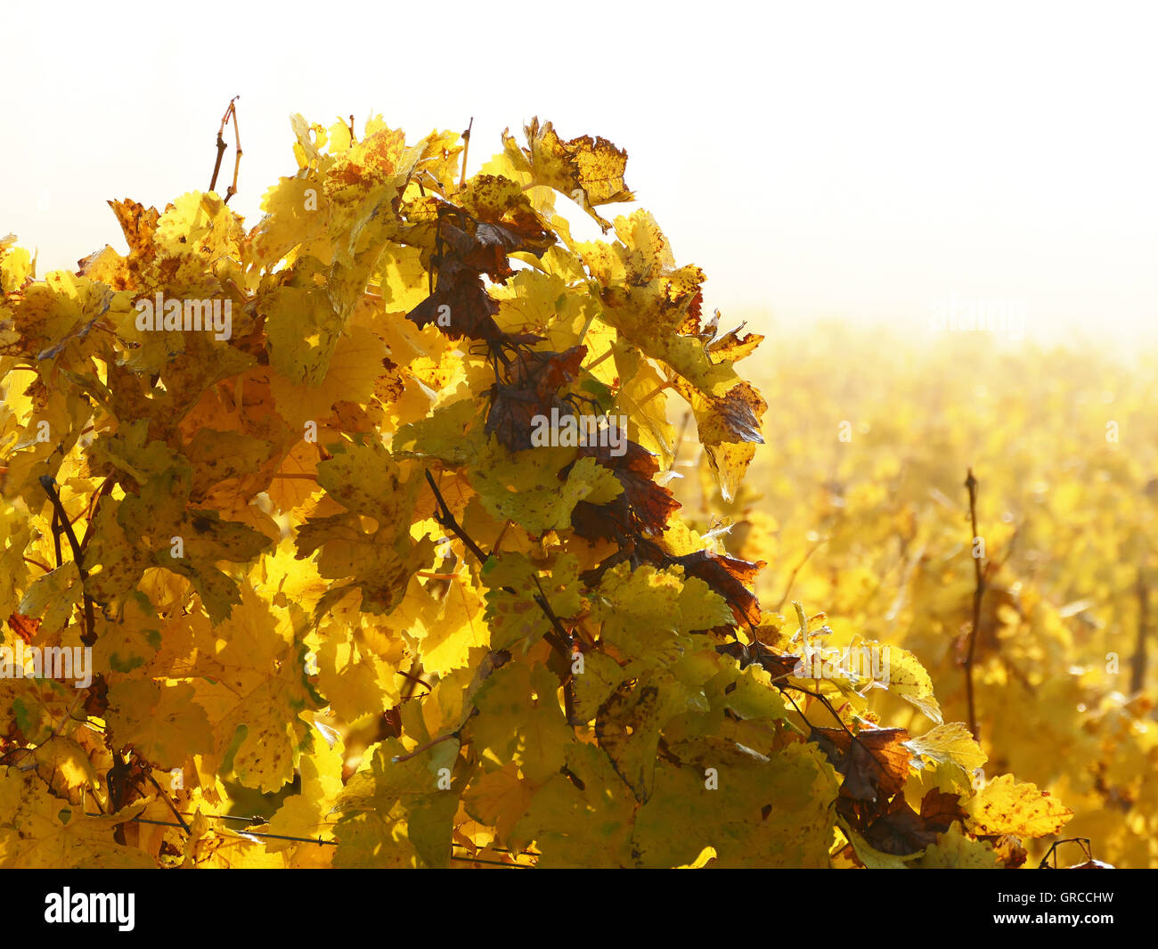 Octobre d'or, c'est l'automne dans le vignoble Banque D'Images