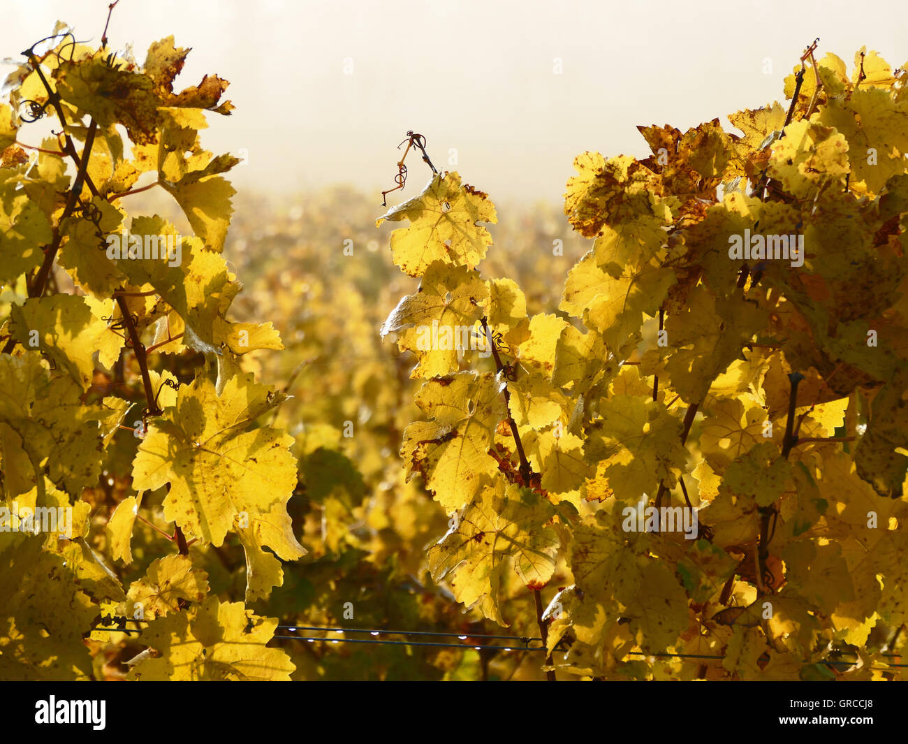 Octobre d'or, c'est l'automne dans le vignoble Banque D'Images