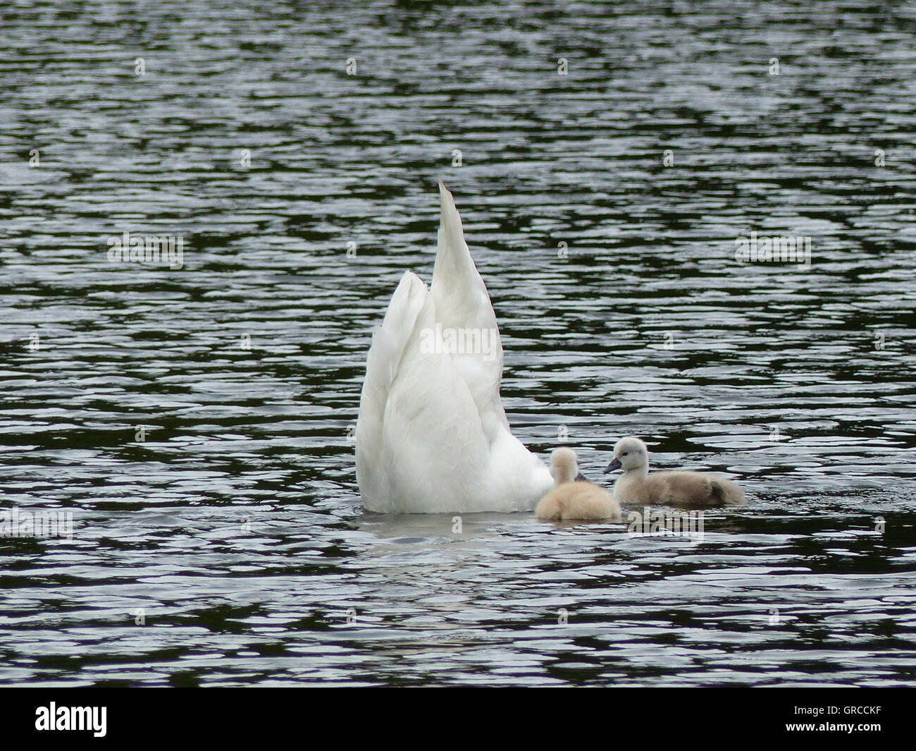 La tête dans l'eau, maman Swan est à la recherche de la nourriture pour ses deux poussins d'une semaine Banque D'Images