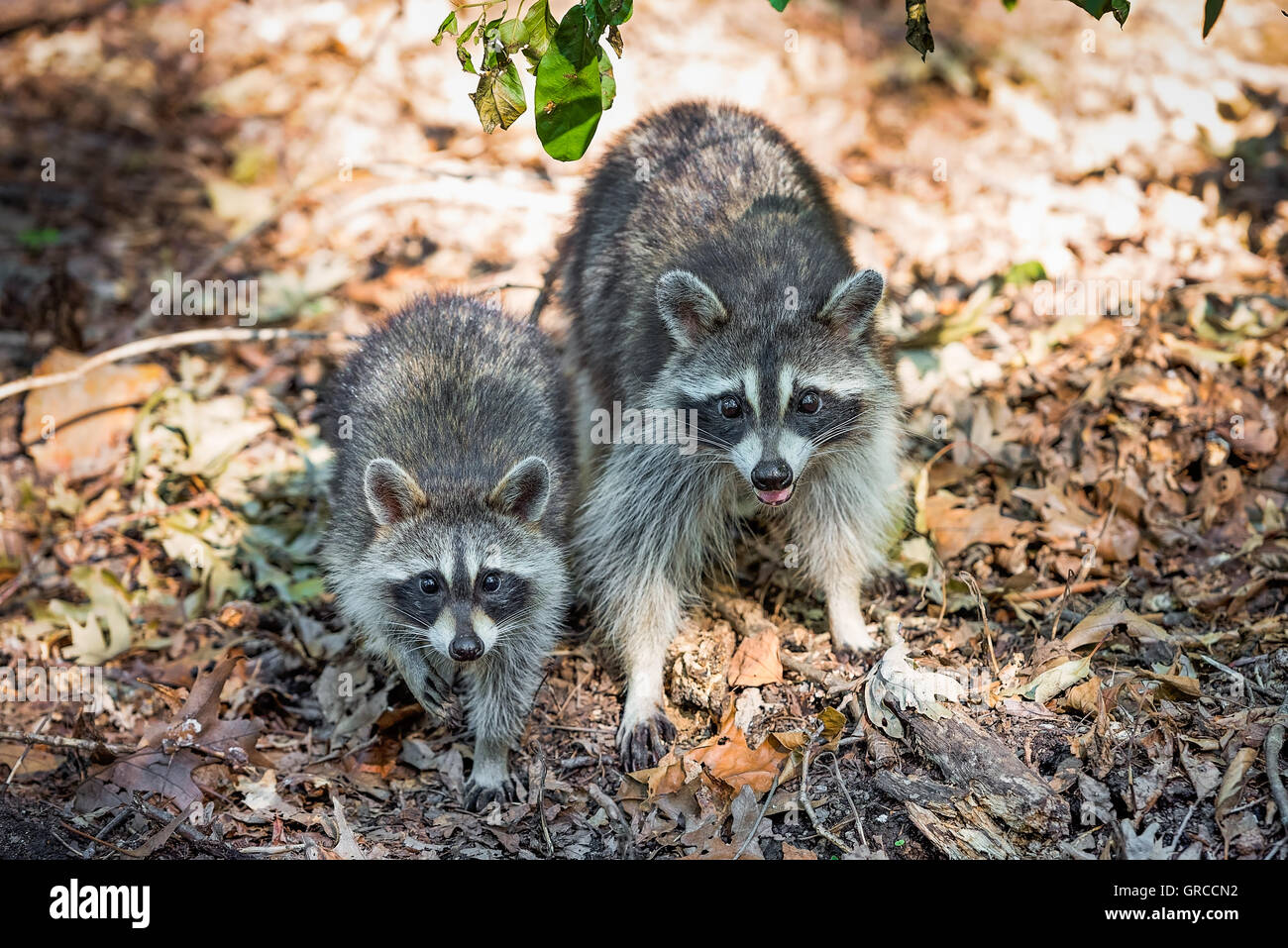 Mère et bébé raton laveur en zone boisée, looking at camera Banque D'Images
