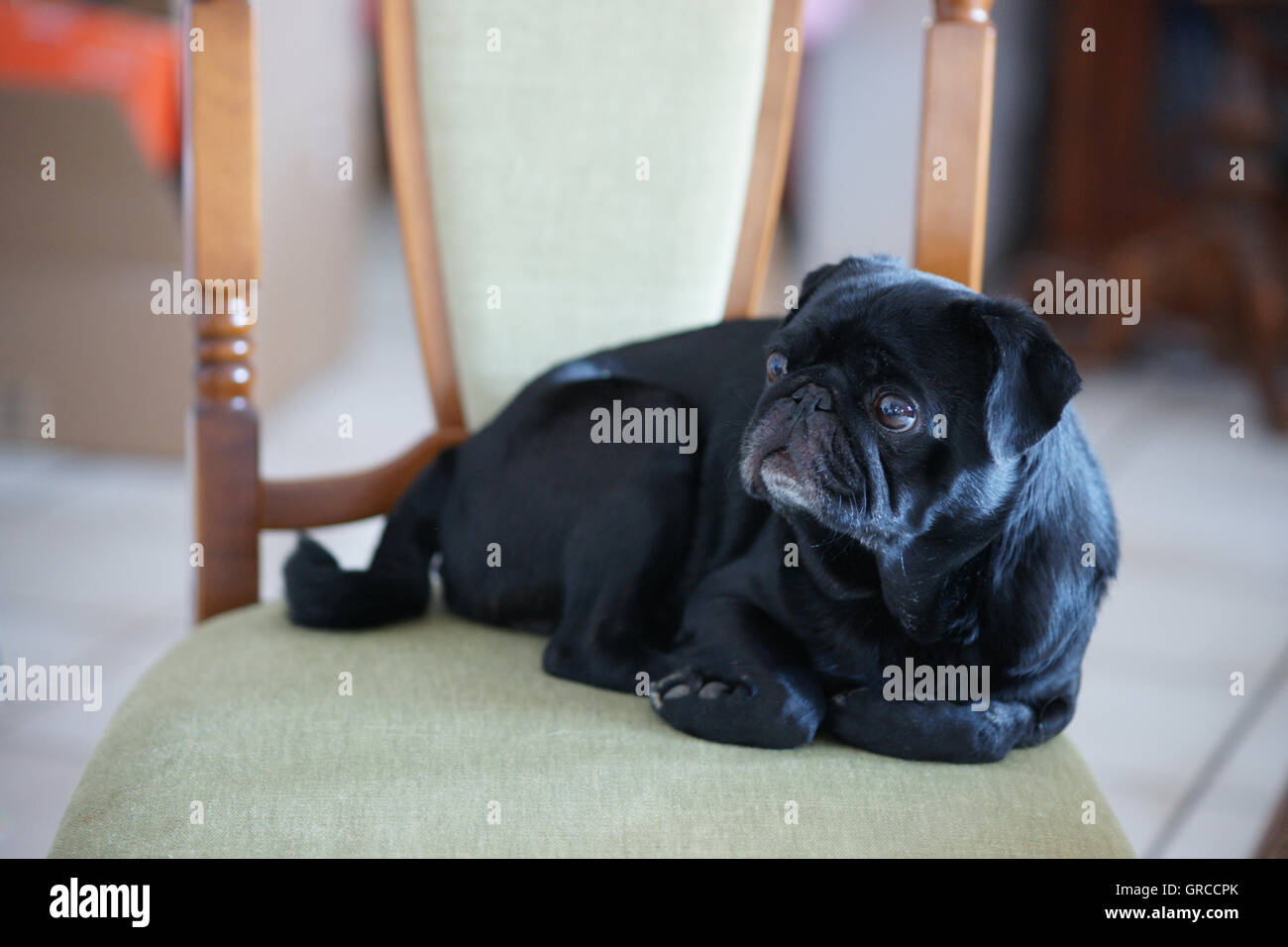 Le PUG noir allongé sur une chaise Banque D'Images