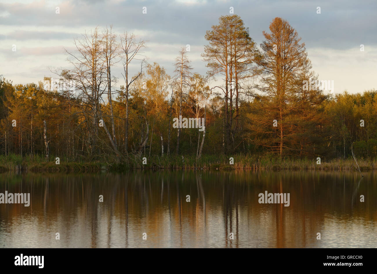En automne Schwenninger Moss Banque D'Images